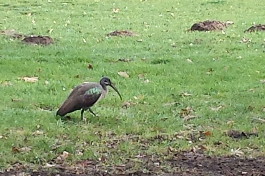 deurne leeft rivierenhof hadada ibis afrikaanse vogel
