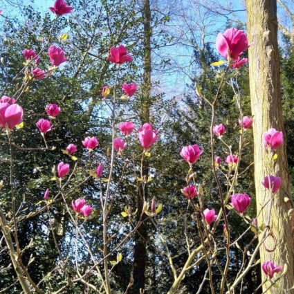 deurne leeft magnolia rivierenhof