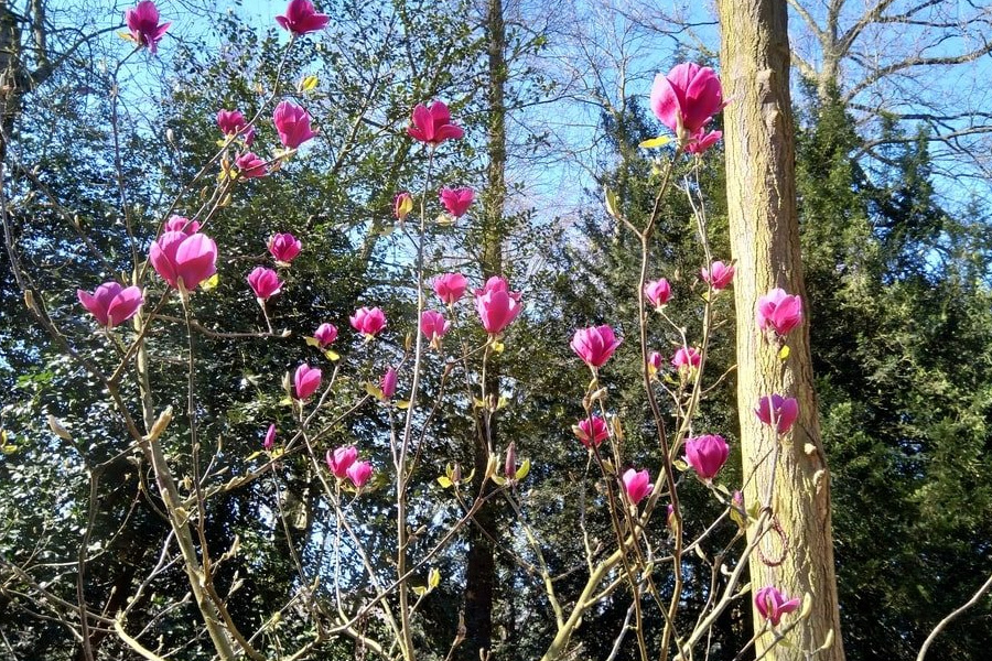 deurne leeft magnolia rivierenhof