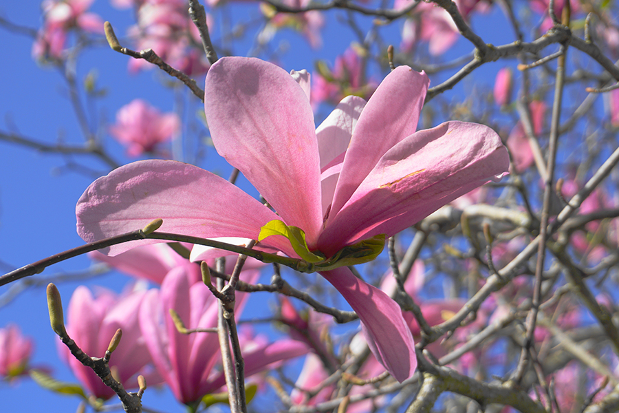 deurne leeft magnolia's rivierenhof izi travel
