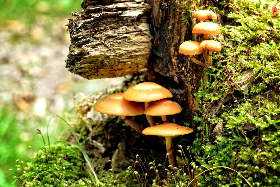 Gezwam over paddenstoelen in het Rivierenhof